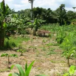 alepe-un-planteur-tombe-et-meurt-non-loin-de-la-residence-du-chef-du-village