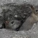 sante-leptospirose-ou-maladie-du-rat-une-etude-revele-la-circulation-du-virus