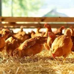 securite-sanitaire-des-aliments-les-aviculteurs-sensibilises-sur-l-impact-des-antibiotiques-et-antibioresistance