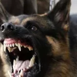 lutte-contre-la-rage-les-conseils-d-experts