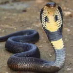 saioua-attaque-dans-une-ferme-avicole-par-un-cobra-un-ouvrier-manque-de-perdre-la-vue