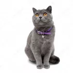 insolite-un-animal-prend-part-a-un-trafic-de-drogue-et-s-evade-de-la-prison