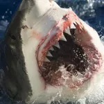 en-tourisme-il-se-fait-manger-le-pied-par-un-requin