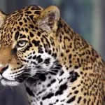 polognes-deux-italiens-arretes-pour-maltraitance-animale