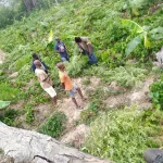 zuenoula-un-champ-de-drogue-decouvert-dans-un-village-un-planteur-arrete