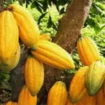 cacaoculture-durable-le-2eme-cadre-de-dialogue-du-partenariat-1-pour-20-s-ouvre-aujourd-hui