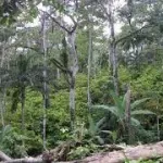 partenariat-1-pour-20-l-agroforesterie-preconisee-comme-solution-de-lutte-contre-la-deforestation
