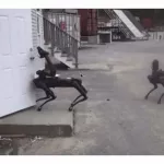 etats-unis-des-chiens-robot-pour-aider-les-policiers