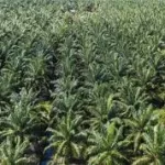 agriculture-les-dessous-de-la-guerre-contre-l-huile-de-palme