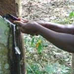 developpement-de-l-heveaculture-des-resultats-de-recherches-presentes-a-grand-bassam