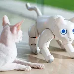 robotique-une-start-up-chinoise-concoit-le-premier-chat-bionique