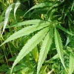 adjame-5-blocs-de-cannabis-saisis-au-domicile-d-une-dame