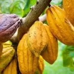 marche-international-des-matieres-premieres-agricoles-pourquoi-les-cours-du-cacao-ont-grimpe-en-2019-la-situation-du-palmier-a-huile-et-du-cafe