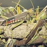 kenya-les-paysans-luttent-avec-les-criquets