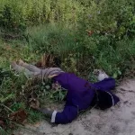 oume-des-abeilles-pourchassent-un-planteur-jusqu-en-ville-et-le-tuent