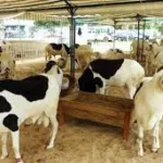 tengrela-vols-recurrents-de-boeufs-aux-frontieres-ivoiro-maliennes
