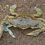 coronavirus-consommation-de-viande-de-brousse-poisson-crabe-escargot-y-a-danger-ce-qu-il-faut-faire