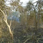 sakassou-a-48-heures-de-la-visite-de-ouattara-un-mysterieux-incendie-se-signale-dans-la-foret-sacree-du-walebo