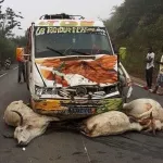 accident-de-la-circulation-sur-l-axe-kotobi-bongouanou-un-vehicule-de-transport-entre-en-collision-avec-un-troupeau-de-boeufs-7-animaux-tues
