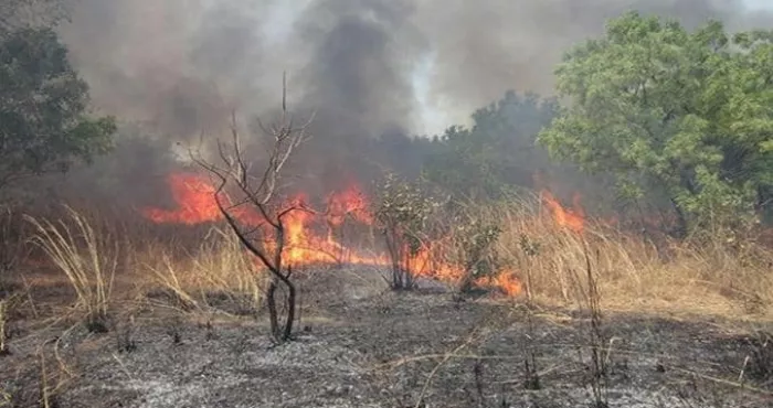 sakassou-la-foret-sacree-du-walebo-en-feu-a-48h-de-la-visite-de-ouattara