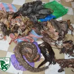yopougon-des-agents-des-eaux-et-forets-saisissent-434kg-de-viande-de-brousse-dont-des-carcasses-de-viperes-et-de-pangolin