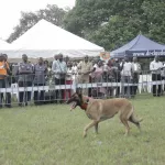 animaux-de-compagnie-environ-9-millions-de-chiens-vivent-en-cote-d-ivoire