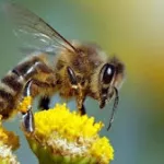 chu-de-cocody-des-abeilles-se-dechainent-et-creent-la-panique-des-personnes-admises-en-reanimation