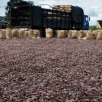 commercialisation-du-cacao-pourquoi-les-producteurs-ivoiriens-font-de-la-retention-de-feves