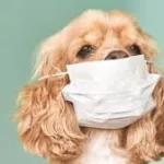 coronavirus-un-chien-place-en-quarantaine-a-hong-kong