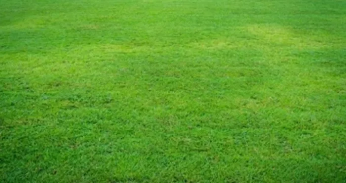 entretien-voici-comment-desherber-les-mauvaises-herbes-du-jardin-avec-l-eau-de-cuisson-de-la-pate