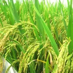 developpement-industriel-et-productivite-du-riz-abidjan-accueille-deux-conferences-de-haut-niveau-d-un-professeur-japonais