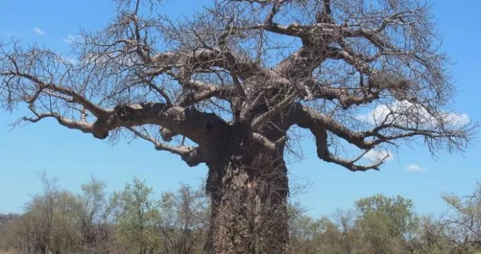 voici-les-proprietes-de-l-huile-de-baobab-pour-la-peau