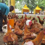 moussa-dosso-veut-definir-de-nouveaux-axes-de-developpement-durable-de-l-aviculture-en-cote-d-ivoire