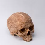 adjame-un-crane-humain-avec-ses-cheveux-et-des-cauris-deterre-dans-un-commerce