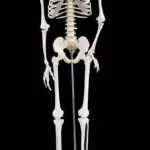 cocody-macabre-un-squelette-humain-complet-decouvert-dans-l-enceinte-d-une-societe