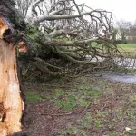 yamoussoukro-un-arbre-s-abat-sur-des-freres-un-mort-un-blesse-grave