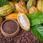 effondrement-des-cours-mondiaux-du-cacao-la-cote-d-ivoire-maintient-son-prix-de-825-fcfa-kg-pour-la-campagne-intermediaire