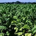 traitement-de-la-maladie-a-coronavirus-un-vaccin-a-base-de-plants-de-tabac-contre-le-covid-19-en-experimentation