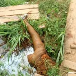 alepe-un-cordonnier-retrouve-mort-en-decomposition-dans-une-baraque