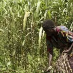 covid-19-la-cedeao-revele-les-stocks-alimentaires-dans-tous-les-pays-membres-ne-tiendront-pas-plus-d-une-semaine