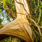 agboville-drame-une-mere-et-son-fils-etudiant-en-medecine-tues-par-un-arbre