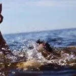 koumassi-partie-de-baignade-un-etudiant-se-noie-dans-la-lagune