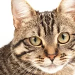 coronavirus-un-chat-infecte-en-france