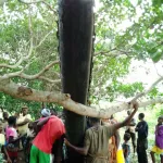 beoumi-fait-insolite-une-mysterieuse-mastodonte-s-ecrase-dans-le-village-de-jacques-mangoua