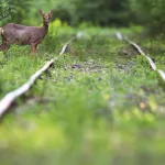 origine-du-nouveau-coronavirus-une-equipe-de-scientifiques-chinois-fait-une-importante-decouverte