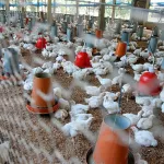 impact-economique-de-la-covid-19-150-8-milliards-fcfa-decaisses-pour-les-filieres-agricoles-voici-les-acteurs-concernes