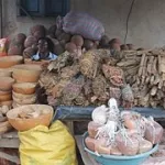 pourquoi-aucun-tradipraticien-n-a-presente-de-remede-a-ce-jour