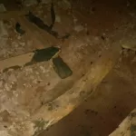 cote-d-ivoire-divo-la-mort-etrange-de-deux-enfants-de-9-ans-secoue-la-ville