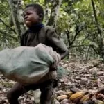 travaux-dangereux-des-enfants-dans-la-production-de-cacao-un-rapport-epingle-la-cote-d-ivoire