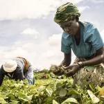 crise-alimentaire-en-afrique-ce-que-revele-un-rapport-de-la-fao